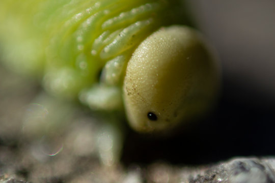 macro close up of green birch sawfly larva with blurry foreground and background. Photographed from the side with a slight angle.