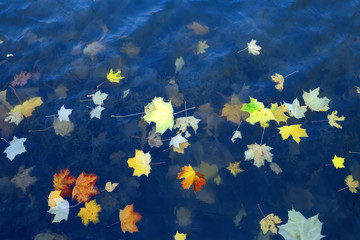Autumn leaves of a maple on a blue water surface.