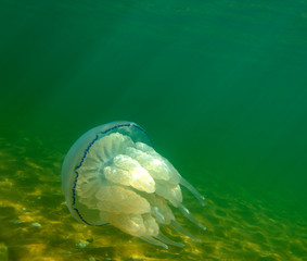 Large marine jellyfish, in a natural habitat