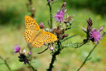 Kaisermantel/ Silberstrich ( Argynnis paphia ) an einer Distelblüte