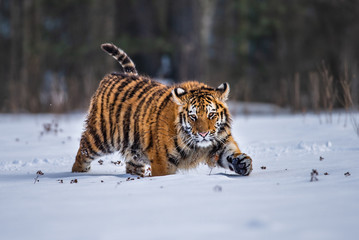 Siberian Tiger running in snow. Beautiful, dynamic and powerful photo of this majestic animal. Set in environment typical for this amazing animal. Birches and meadows