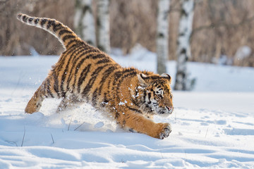 Siberian Tiger running in snow. Beautiful, dynamic and powerful photo of this majestic animal. Set in environment typical for this amazing animal. Birches and meadows