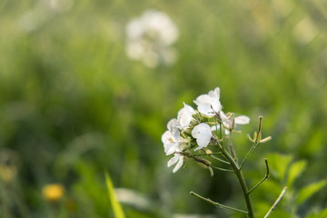 Fleurs