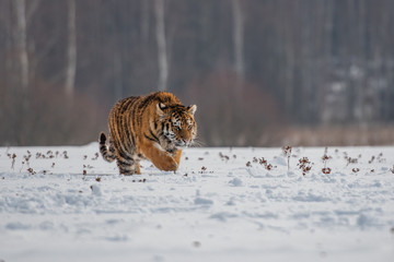 Siberian Tiger running in snow. Beautiful, dynamic and powerful photo of this majestic animal. Set in environment typical for this amazing animal. Birches and meadows