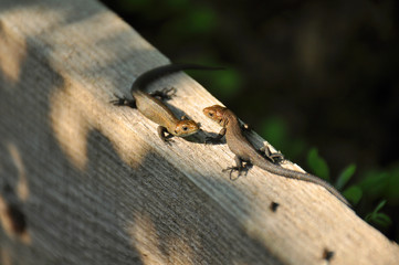 Two lizards sitting next to a tree