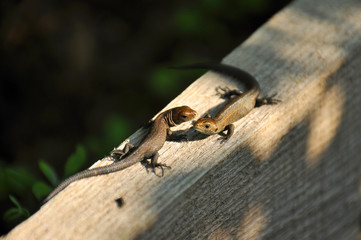 Two lizards sitting next to a tree