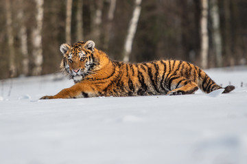 Siberian Tiger running in snow. Beautiful, dynamic and powerful photo of this majestic animal. Set in environment typical for this amazing animal. Birches and meadows