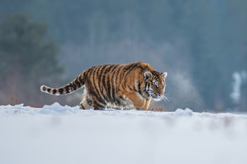 Siberian Tiger running in snow. Beautiful, dynamic and powerful photo of this majestic animal. Set in environment typical for this amazing animal. Birches and meadows
