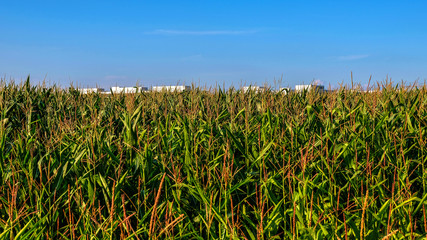 Maisfeld in gutem Zustand 