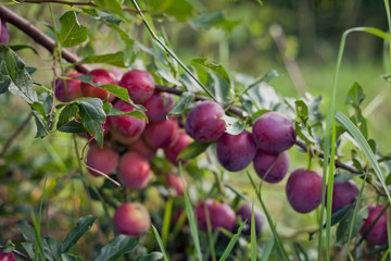 Victoria Plum Tree -  fresh ripe red and pink fruit on the tree, hanging from the healthy branch.