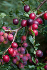 Victoria Plum Tree -  fresh ripe red and pink fruit on the tree, hanging from the healthy branch.
