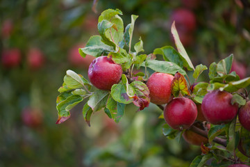 Victoria Plum Tree -  fresh ripe red and pink fruit on the tree, hanging from the healthy branch.