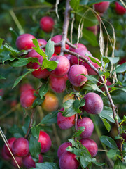 Victoria Plum Tree -  fresh ripe red and pink fruit on the tree, hanging from the healthy branch.