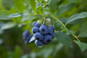 Blueberries - Vaccinium corymbosum, high huckleberry, blush with an abundance of berry crop. Blue ripe fruit on the healthy green plant. Food plantation - blueberry field, orchard.