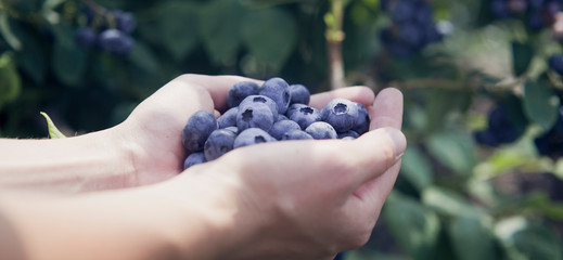 The blueberries in the human palms, fruit in the garden and orchard, crop time. Food production.