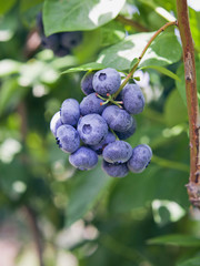 Blueberries - Vaccinium corymbosum, high huckleberry, blush with abundance of crop. Blue ripe berries fruit on the healthy green plant. Food plantation - blueberry field, orchard.