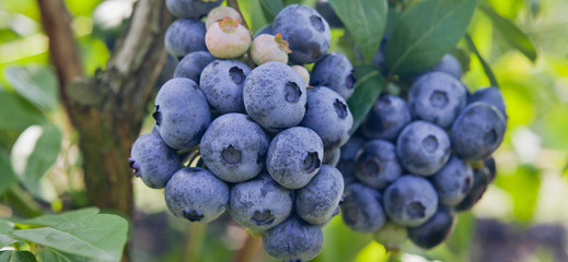 Blueberries - Vaccinium corymbosum, high huckleberry, blush with abundance of crop. Blue ripe berries fruit on the healthy green plant. Food plantation - blueberry field, orchard.