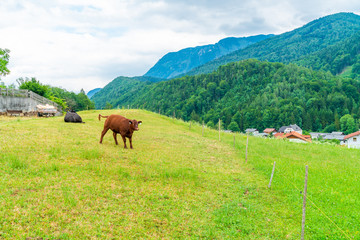 Fototapeta na wymiar Rural landscape with cows on the meadow and Alpine peaks and hills surrounding a small village the Austrian state of Salzburg, Austria.