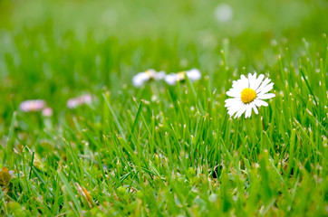 daisy in green grass