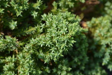 Japanese garden juniper