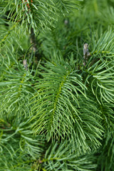 Colorado white fir