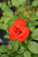 La Sevillana Rose rose in garden