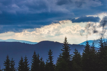 Silhouettes of Christmas trees on a background of blue mountains in stormy weather_
