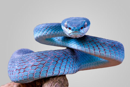 Blue viper snake closeup face, viper snake, blue insularis, Trimeresurus Insularis