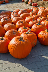 Big orange pumpkin harvest - Ares Pumpkin, Gladiator Pumpkin, Cronus Pumpkin ,Sugar Pie and Other Sweet Pumpkins are available in the fall on the farmer's market -  farm shop, eco farm.
