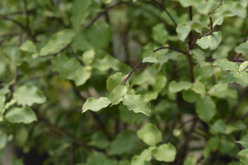 Obraz premium green leaves of Kohuhu