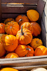 Carnival Squash, gold acorn, sweet dumplings and other golden and orange pumpkins for sale on farmers market food shop.