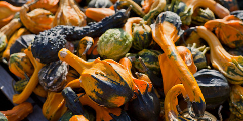 decorative squash gourds season.