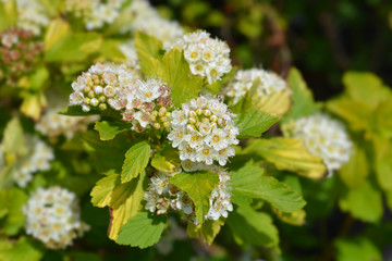 Ninebark Luteus white flowers in garden
