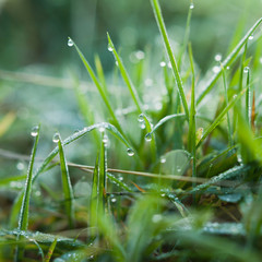 Spring grass in the meadows after rain -  natural colours delicate sunrise background for spring. Mountin dew after rain, frsh water drops on the grass.