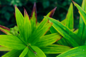 Green Leaves Background, Close Up. Beautiful Nature Background. Green Leaves, Horizontal Shot.