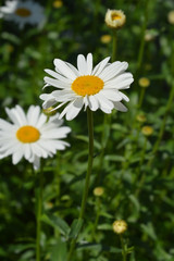 Shasta daisy Gigant in the grass