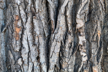 Closeup Tree Bark Texture Background