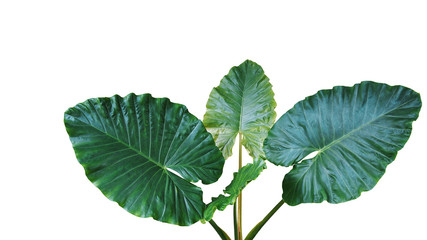 Heart shaped dark green leaves of Elephant Ear or Giant Taro (Alocasia macrorrhizos), tropical...