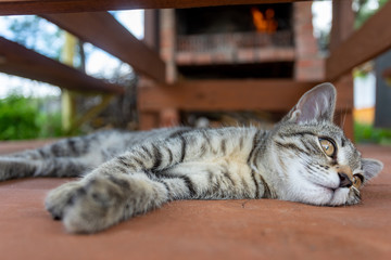 A young cat sleeps by the fireplace with fire. Home comfort and tranquility
