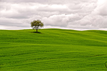 tree in green field tuscany