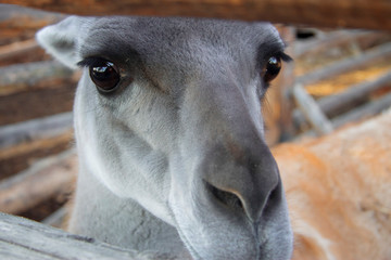 Lama Guanaco of the camelid family in the zoo