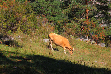 Obraz na płótnie Canvas Cow grazing on ths summer alpine meadow