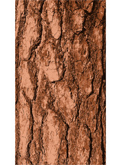 pine tree bark - obrazy, fototapety, plakaty