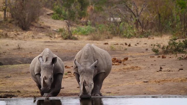 Two Southern white rhinoceros drinking in waterhole in Kruger National park, South Africa ; Specie Ceratotherium simum simum family of Rhinocerotidae
