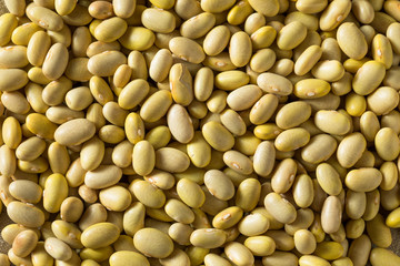 Dry Organic Yellow Mayocoba Beans