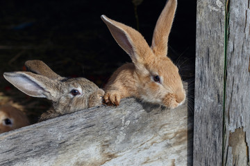 frontal view of a several little rabbits in a wooden cage