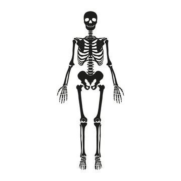 The skeleton of a man
