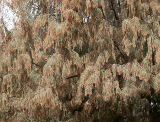 A fiery fir tree in the desert