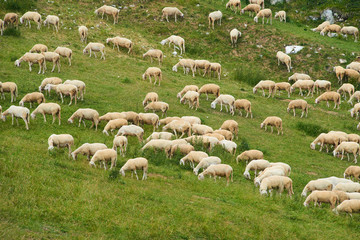 Fototapeta premium Herd of sheep grazing on the plateau of Monte Baldo above Lake Garda (Lago di Garda or Lago Benaco), Malcesine, Lombardy, Italy.