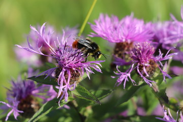 Bee pollinating flowers. Macro filming. Photo